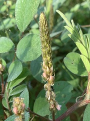 Indigofera astragalina