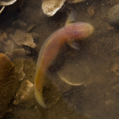 Typhlogobius californiensis