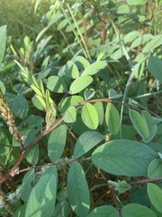 Indigofera astragalina