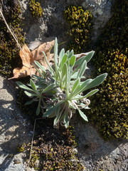 Boechera breweri