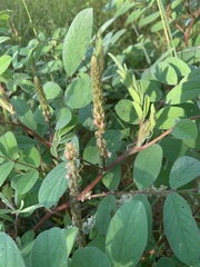 Indigofera astragalina