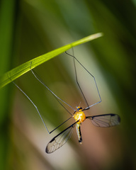Aurotipula clara