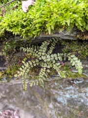 Asplenium trichomanes trichomanes