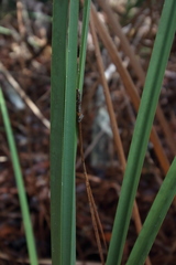 Cladium mariscus subsp. jamaicense image