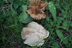 Russula subfoetens