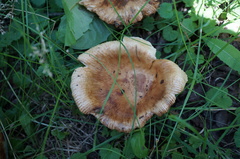 Russula subfoetens