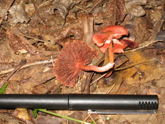 Cortinarius marylandensis