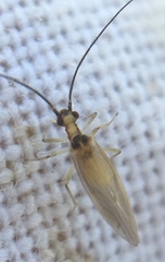 Valenzuela atricornis