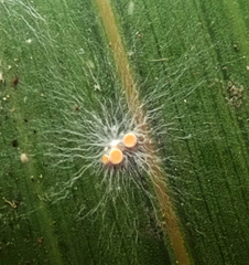 Coenogonium fallaciosum