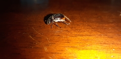 Scarabaeidae