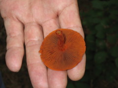Cortinarius marylandensis