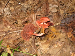 Cortinarius marylandensis