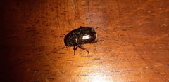 Scarabaeidae