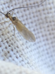 Valenzuela atricornis