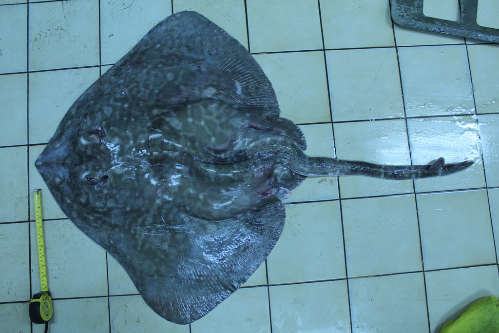 Broadnose Skate