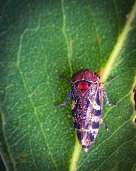 Eurymeloides punctata