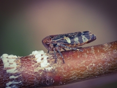 Eurymeloides punctata