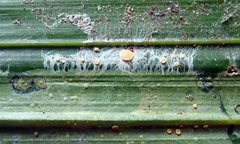 Coenogonium fallaciosum