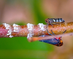 Eurymeloides punctata