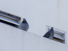 Columba livia domestica