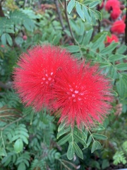 Calliandra haematocephala