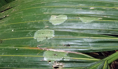 Coenogonium fallaciosum