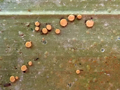 Coenogonium fallaciosum