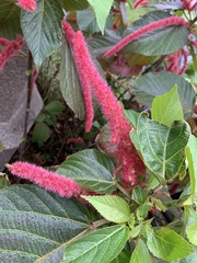 Acalypha hispida