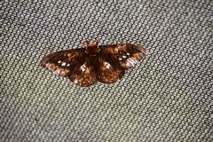 Procitheronia fenestrata