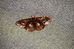 Procitheronia fenestrata