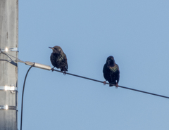 Sturnus vulgaris