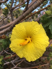 Hibiscus brackenridgei