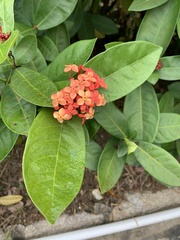 Ixora