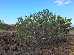 Hibiscus brackenridgei