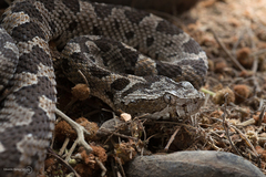 Bothrops pictus