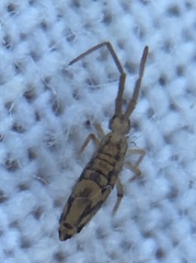 Entomobrya intermedia
