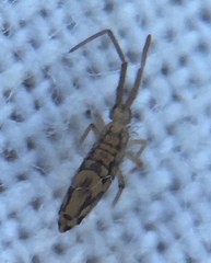 Entomobrya intermedia