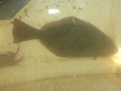 Paralichthys californicus