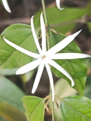 Jasminum adenophyllum