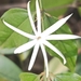 Jasminum adenophyllum - Photo (c) Yvan, algunos derechos reservados (CC BY-NC), subido por Yvan