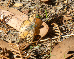 Heteronympha penelope penelope