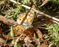 Heteronympha penelope penelope