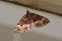 Chrysolarentia lucidulata