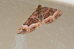 Chrysolarentia lucidulata