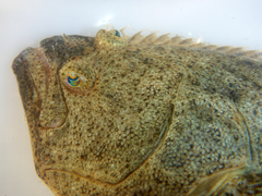 Paralichthys californicus