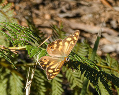 Heteronympha banksii banksii