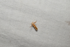 Stathmopoda stimulata