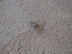 Oedopeza ocellator