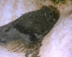 Artedius notospilotus