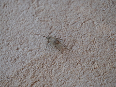 Oedopeza ocellator